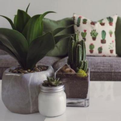 cactus plants and throw pillows